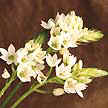 Possui um aroma muito agradavel. Uma das flores mais populares na India. (Ornithogalum)